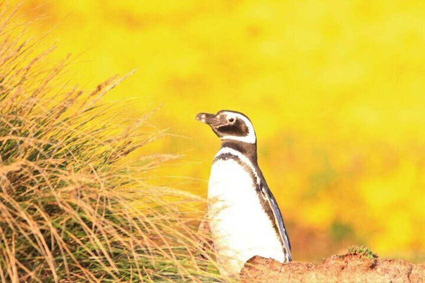 Magellanic Penguin at Sunset