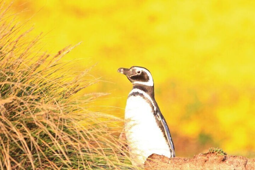 Magellanic Penguin at Sunset