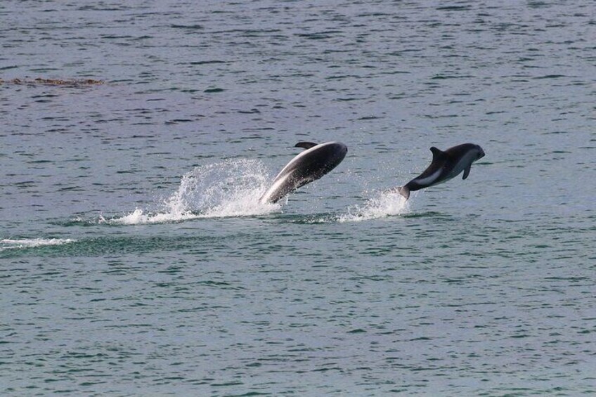 Dolphins At Bertha`s Beach
