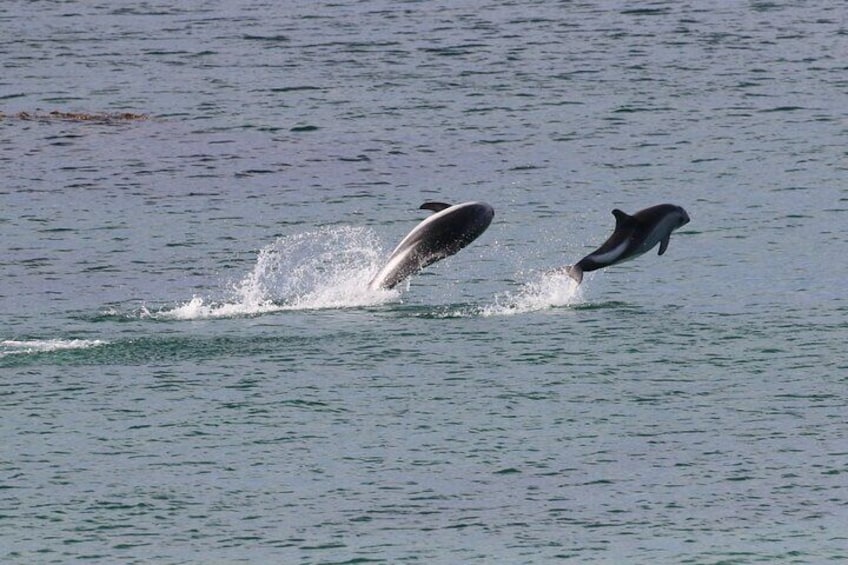 Dolphins At Bertha`s Beach