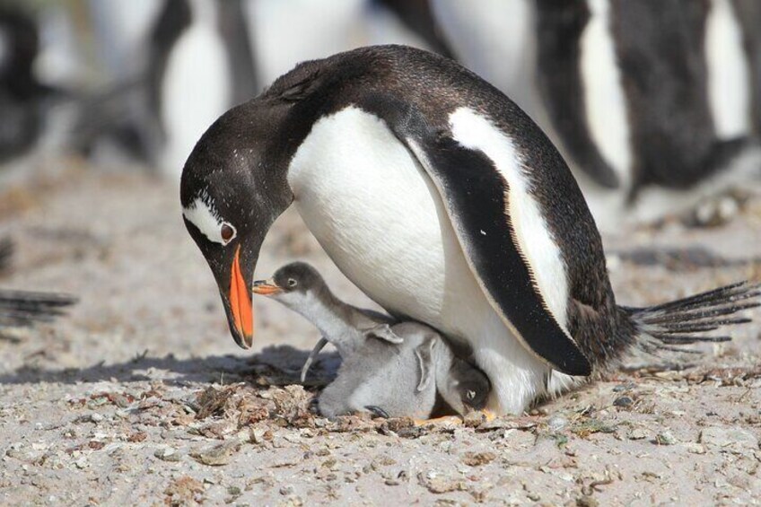 Gentoo Penguin with young chick