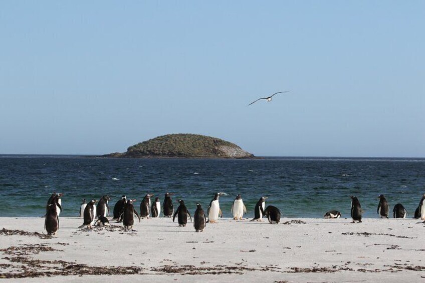 Bertha`s Beach Penguins