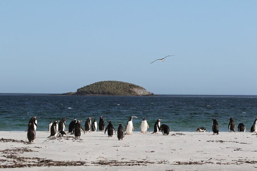Bertha`s Beach Penguins