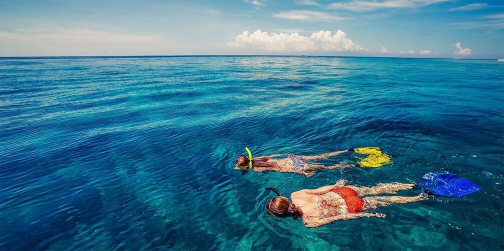 Tropical Reef Snorkel and Wildlife Boat Adventure