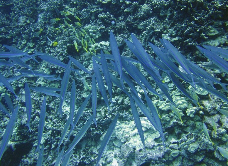 Picture 5 for Activity Tropical Reef Snorkel and Wildlife Boat Adventure