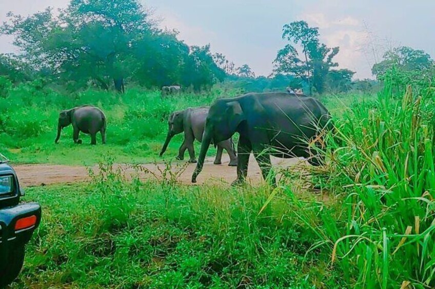 Safari