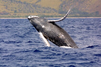 Hilo: Humpback Whale-Watching Cruise with Snacks and Drinks