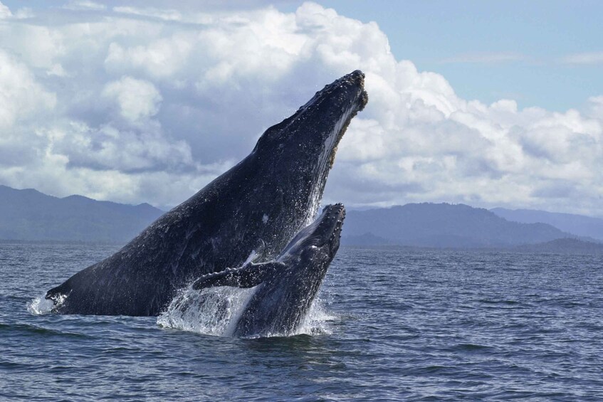 Picture 3 for Activity Hilo: Humpback Whale-Watching Cruise with Snacks and Drinks