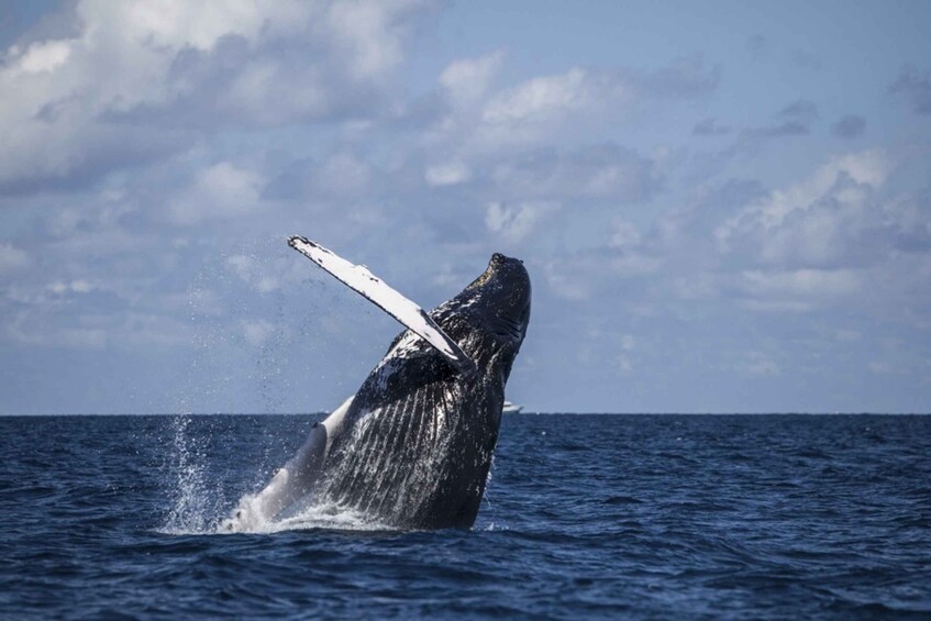 Picture 4 for Activity Hilo: Humpback Whale-Watching Cruise with Snacks and Drinks