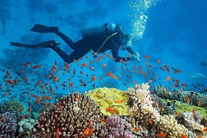 Nha Trang Marine Park Scuba Diving Tour 2 Dives for Beginners