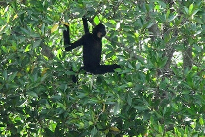 Tour Privado por la Isla de los Monos y los Manglares