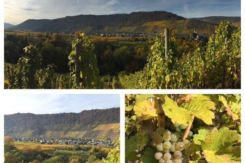 Wine experience hike from to Cochem Private Tour