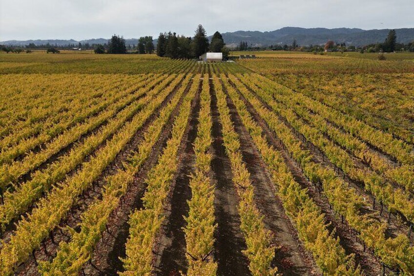 ATV Vineyard Tour and Wine Tasting