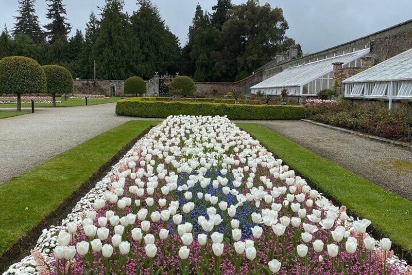 Tulips in bloom, Walled garden in Powerscourt