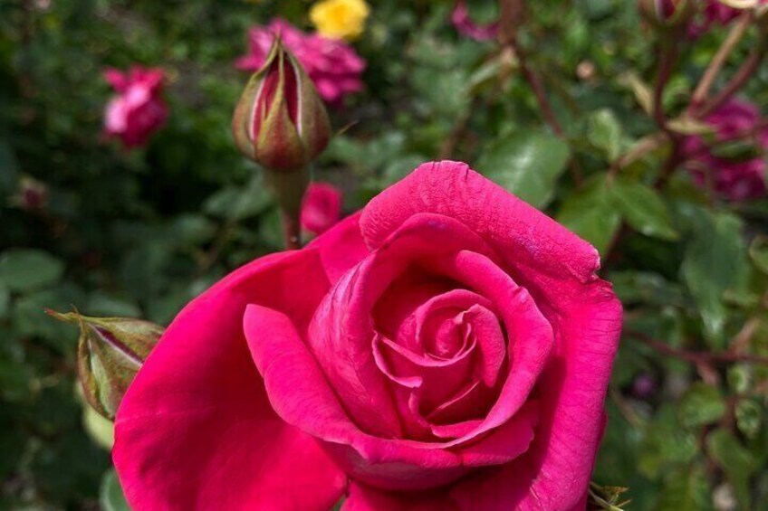 Roses in Powerscourt