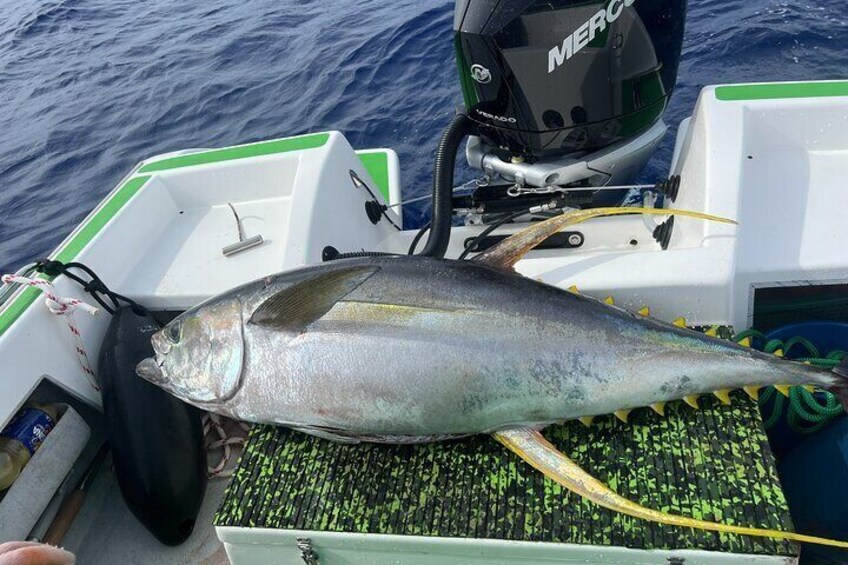 Bluefin tuna/yellowfin tuna