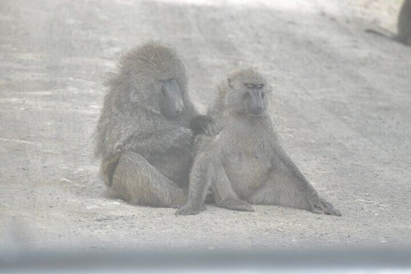 5 Days Mara Ambo Safari