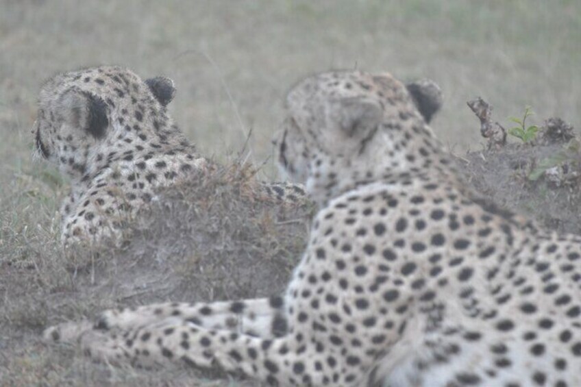5 Days Mara Ambo Safari