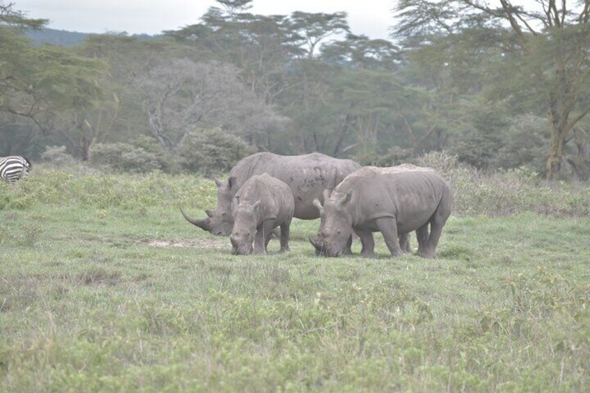 5 Days Mara Ambo Safari