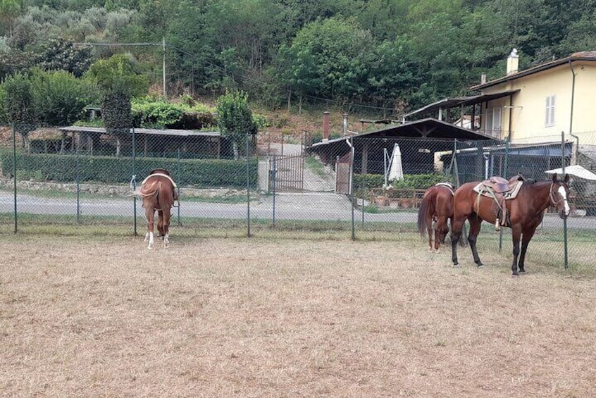 Horseback riding tour of the Chianti hills