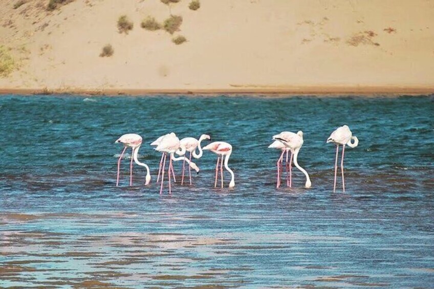 Jeep Safari Sahara Agadir Desert 4x4 Day Tour with Lunch