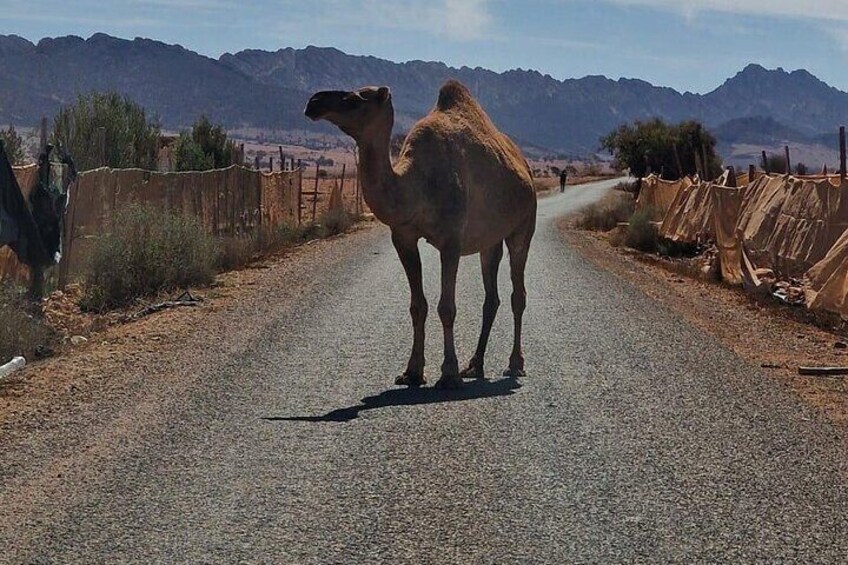 Jeep Safari Sahara Agadir Desert 4x4 Day Tour with Lunch
