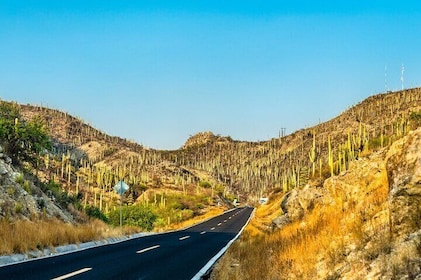 Private Tour to the Tehuacán Biosphere Reserve