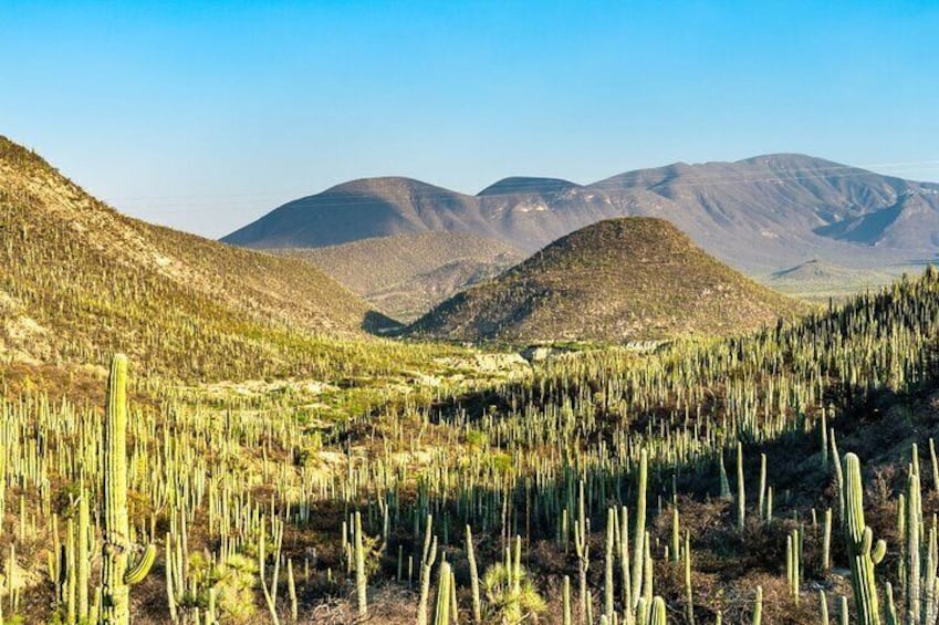 Private Tour to the Tehuacán Biosphere Reserve