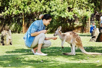 Wildlife Park Pinnacles Sand Dune Tour (Japanese, lunch included)