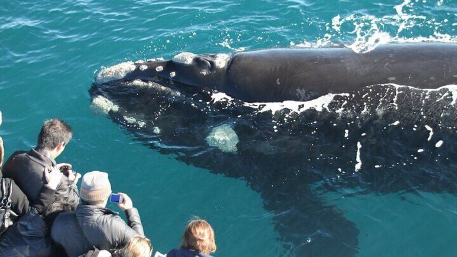 Whale watching