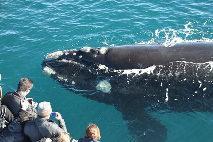 Whale Watching+Wildlife Park+Swan Valley Tour(Mandarin/Cantonese)