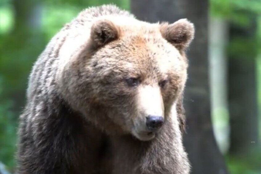Baff and Yoho National Park Private Day Tours