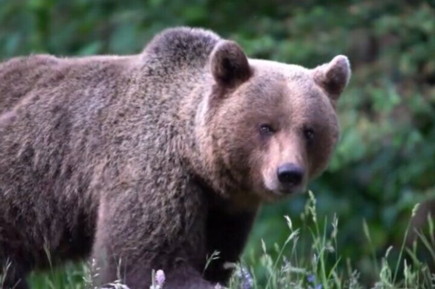 Baff and Yoho National Park Private Day Tours