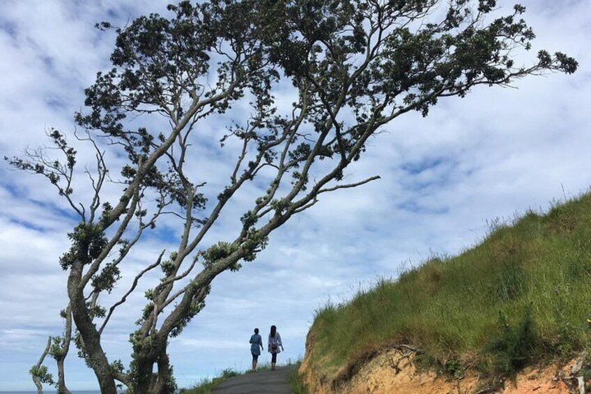 Cathedral Cove Track