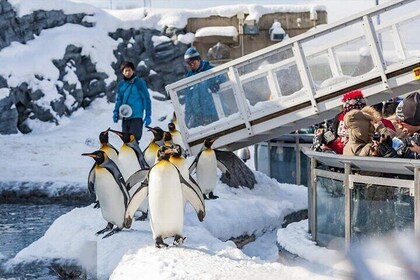 Asahiyama Zoo and Forest Elf Terrace tour from Sapporo