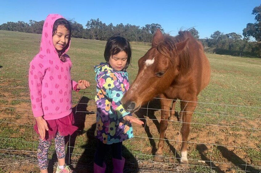 Farm Adventure, Animals, Stargazing Nature Boshack Perth Day Tour