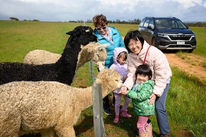 Boshack Eco Farm Animal Wildlife Stargazing Nature Aussie culture