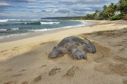 Private Secret Spots Tour on Oahu Hawaii