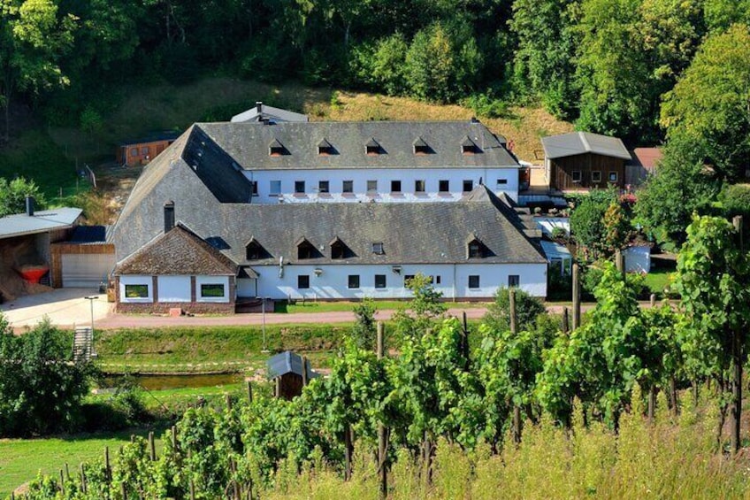 Winery Trier, Winery, Winery, Vineyards