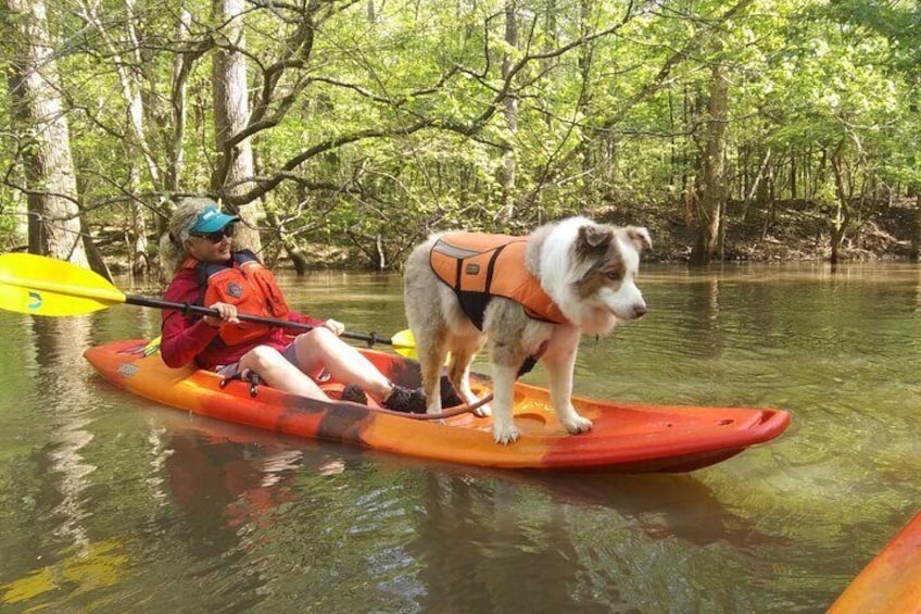 Dog friendly trips, for well behaved pups.