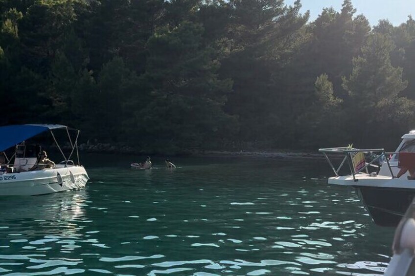 Private Cove Exploration Tour on Zadar Archipelago