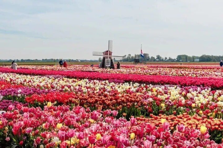 Lisse: Private family friendly Tulips Tour & kids-activities