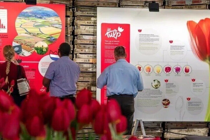 Lisse: Private family friendly Tulips Tour & kids-activities