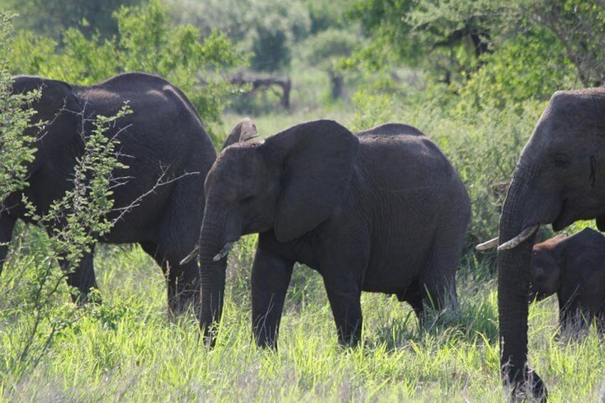 We only herd elephants not guests