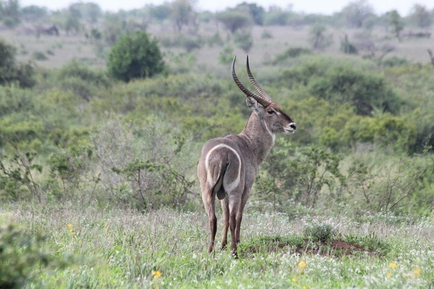 Beautiful antelope