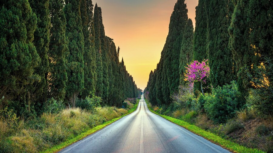 S. Gimignano, Volterra & Bolgheri from Florence, Customizable Private Tour