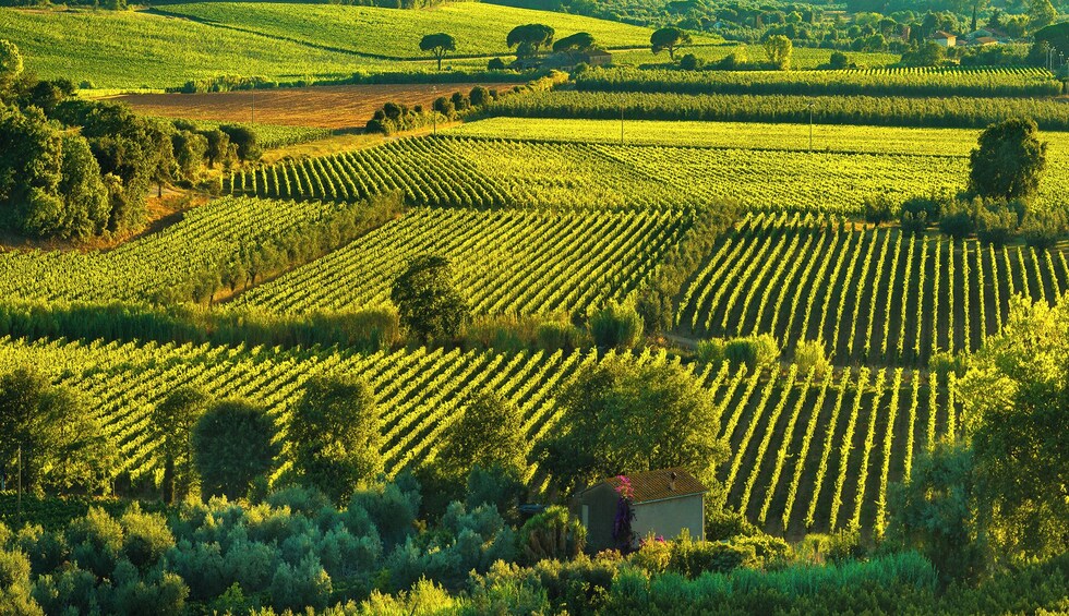 Bolgheri from Florence, Customizable Private Tour
