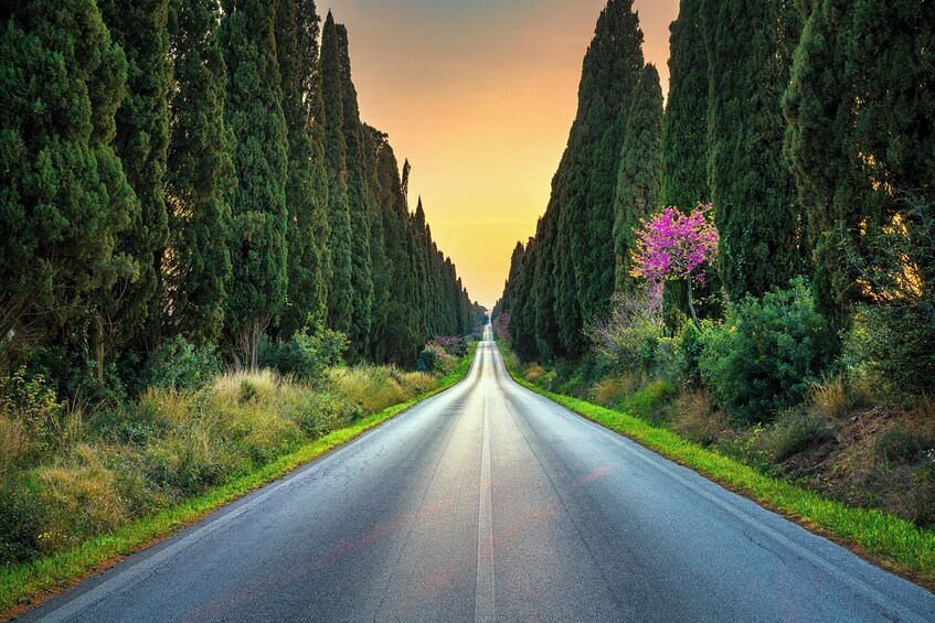 Bolgheri from Florence, Customizable Private Tour