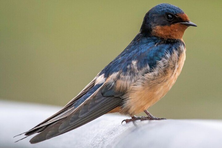 Barn Swallow - Bird encountered in the Natural Reserve of Mindelo