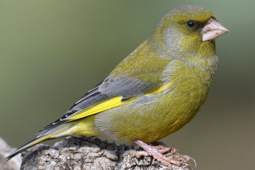 European Greenfinch